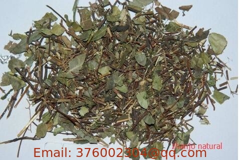 Trachelospermum jasminoides(Lindl.) Lem.whole plants,Luo Shi,Chinese herb