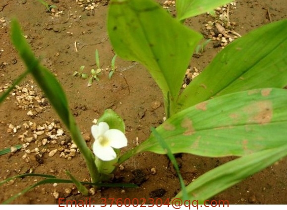 Stahlianthus involucratus King ex Baker Craib Chinese traditional herb folk medicine Tu tian qi