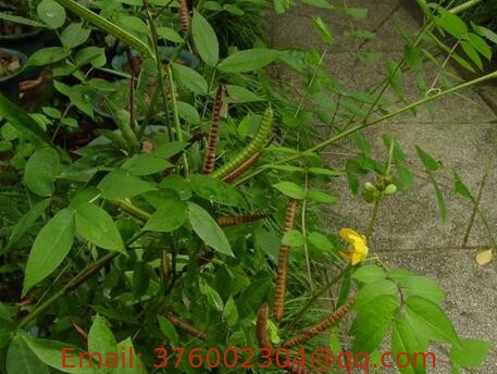 Senna occidentalis L Link seeds Cassia occidentalis Linn traditional chinese herb Wang jiang nan