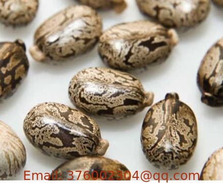 Castor Bean Ricinus communis L seed traditional chinese herb Bi ma zi