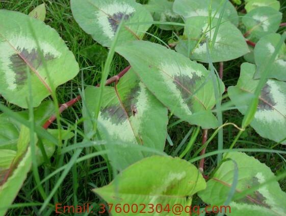 Polygonum chinense L Chinese Knotweed whole plant traditional chinese herb eastern medicine Huo tan mu