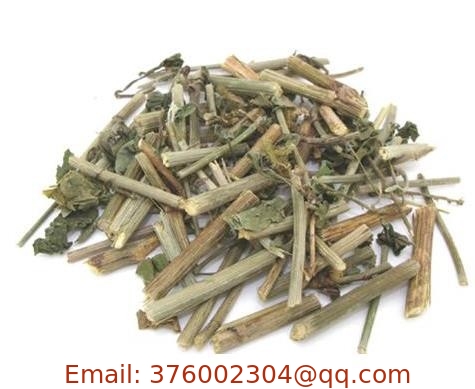 Plumbago zeylanica L Whole plant traditional chinese herb Bai hua dan