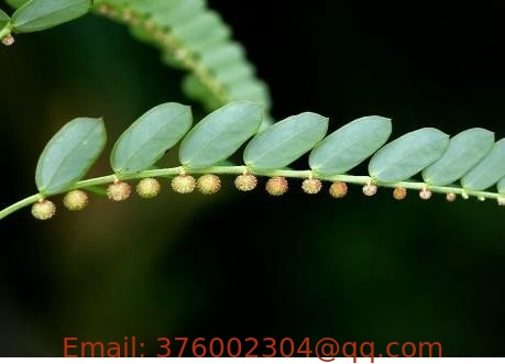 Common Leafflower Herb Phyllanthus urinaria L dried whole plant treat for liver hepatitis Ye xia zhu