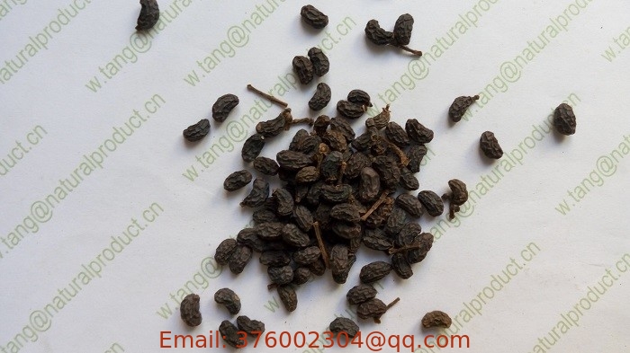 Fructus ligustri lucidi Ligustrum lucidum W T Aiton seeds Glossy Privet dried fruits for Chinese herb Nv Zhen Zi