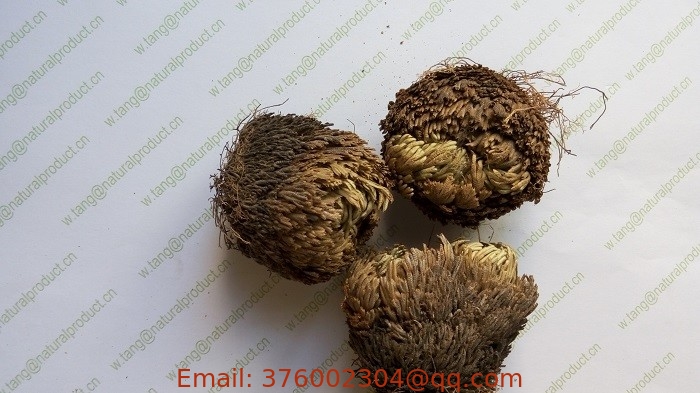 Selaginella tamariscina P Beauv Spring dried whole plant traditional chinese herb Juan bai