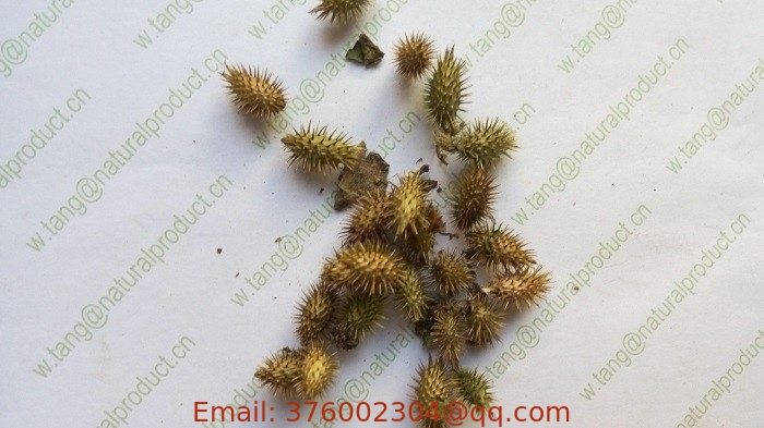 Siberian Cocklour Fruit Xanthium sibiricum Patrin ex Widder fruits wild Chinese herb cang er