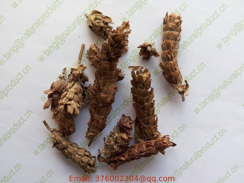Prunella vulgaris L grappe or whole part racemes traditional chinese herb Xia ku cao