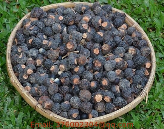 Chinese Soapberry Fruit Wingleaf soapberry Sapindus mukorossi Gaertn Wu huan zi