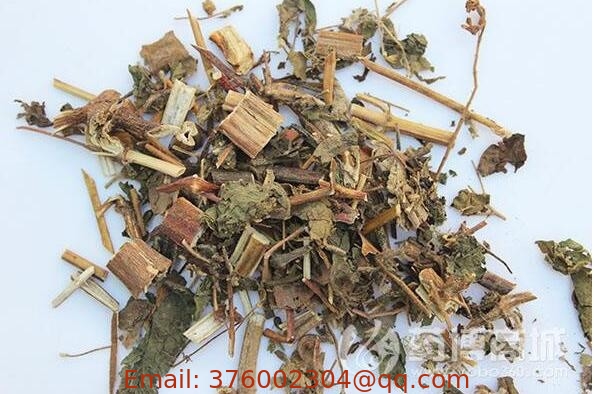 Herba Siegesbeckiae Sigesbeckia orientalis L whole plants traditional Chinese herb Xi xian cao