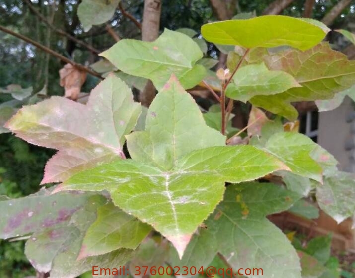 Liquidambar formosana Hance leaf dried herbal medicine for Dysentery diarrhea
