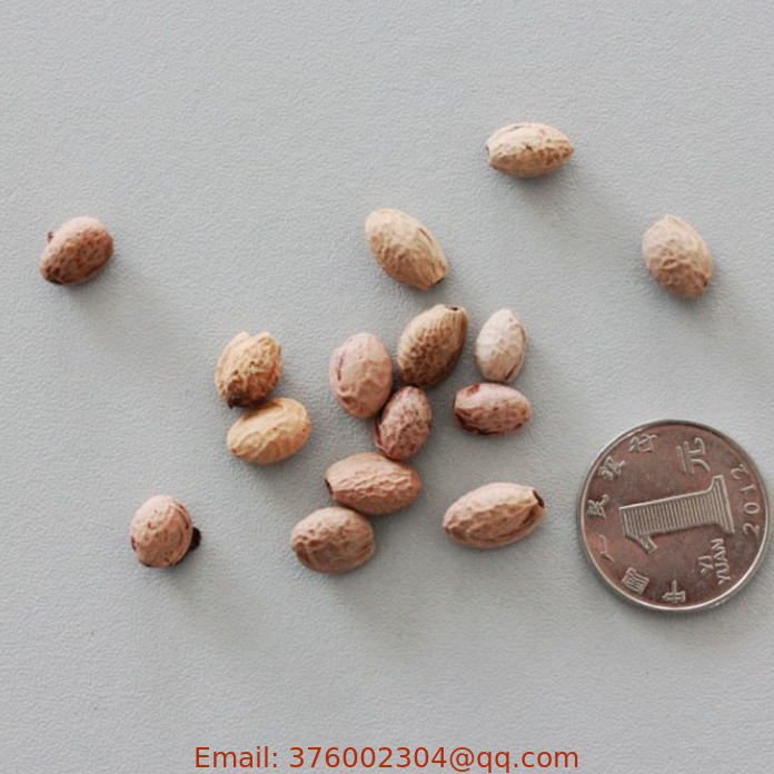 1kg premium raw oriental cherry tree seed natural china sakura seeds for sowing