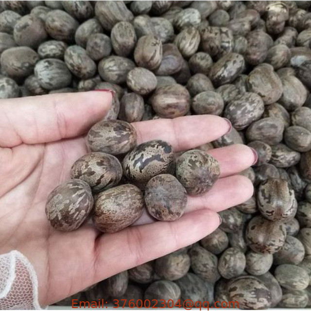 Natural wholesale price rubber seed bulk raw ripe rubber tree seeds for planting
