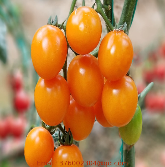 200pcs/bag Hybrid f1 yellow cherry tomato seeds high yeild yellow tomato seed for planting