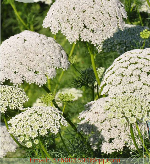 New dried loose Queen Anne's lace flower seed bullwort false bishop's Ammi majus seeds