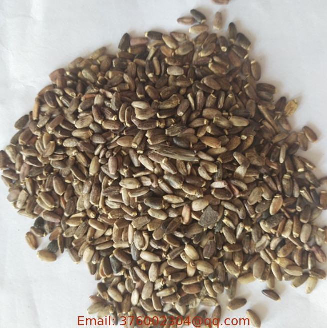 Bulk herb seeds dried pure buy Milk Thistle Seeds for planting