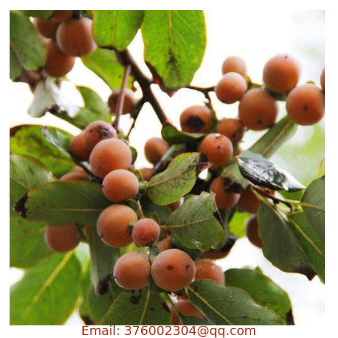 Fresh dry date-plum seeds decorative Caucasian lilac persimmon seed for cultivate