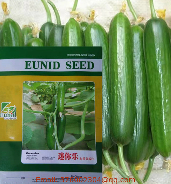 f1 seeds organic vegetables smooth mini cucumber seeds vegetable for planting