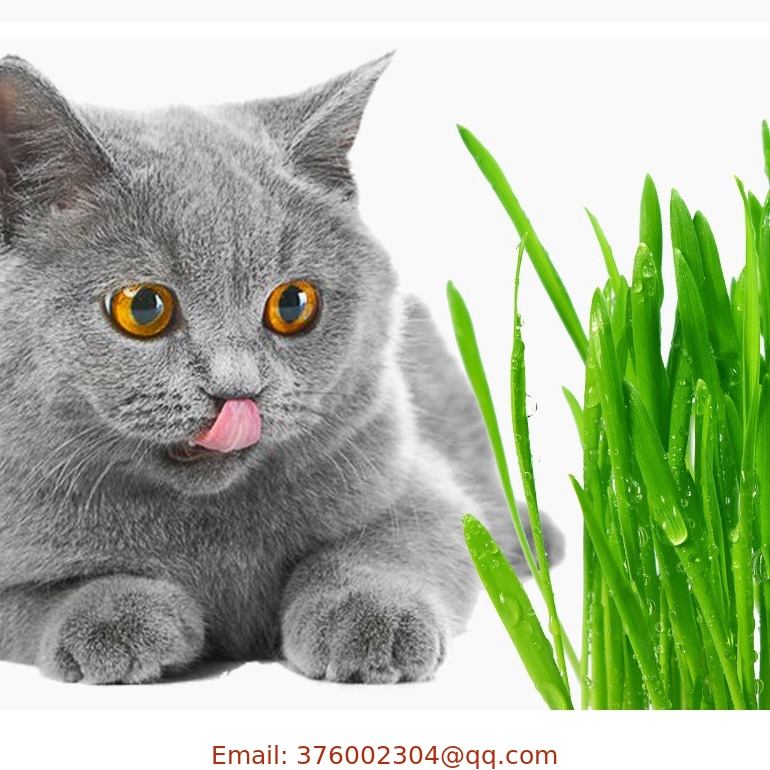 150g/bag high germination new cat grass seeds wheatgrass seed for cats eating