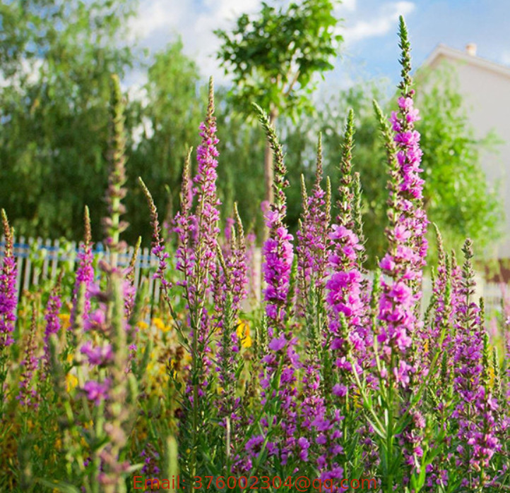 500g Water live willow purple Lythrum Salicaria loosestrife seeds for gardening