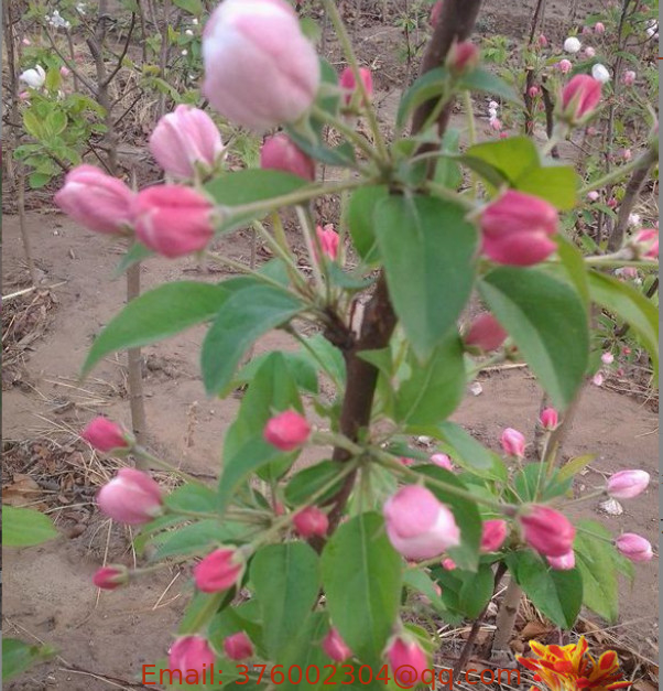1KG China wild apple malus robusta crabapple seeds for landscape plants