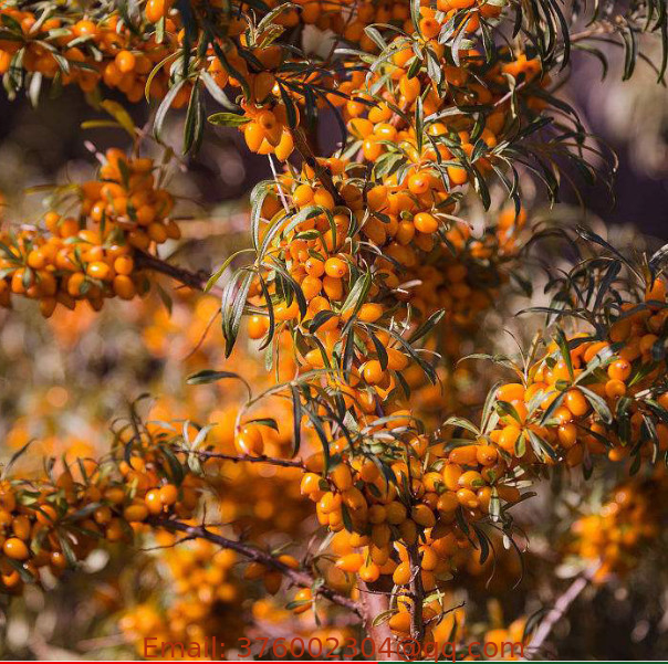 China Seaberry unique deciduous Shrub sea-buckthorn fruit seed Hippophae rhamnoides seeds