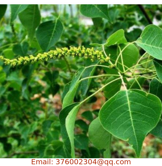 Supplier bulk raw Sapium sebiferum seeds ornamental chinese tallow tree