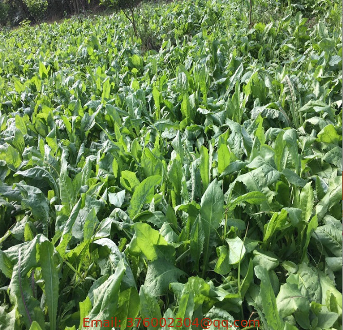 Bulk forage chicory grass seeds decoration flower Cichorium Intybus Seed for planting