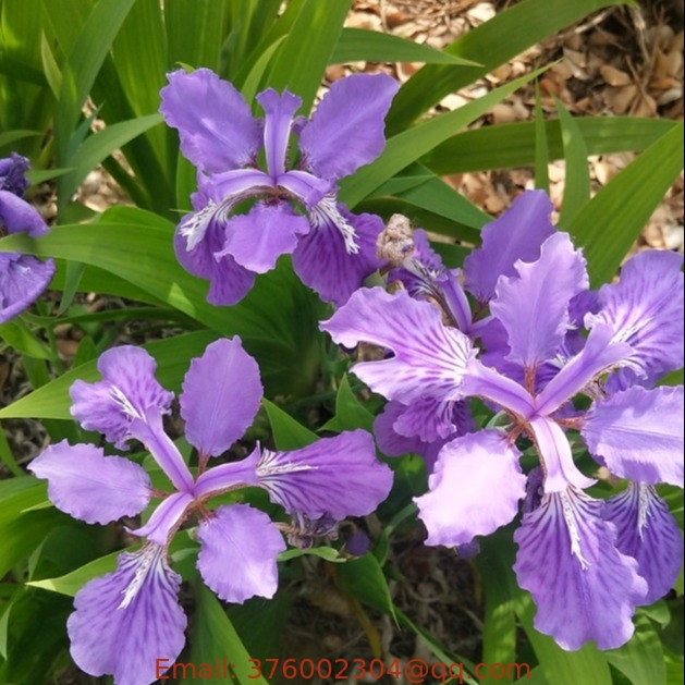Mixed colors blue Iris tectorum seeds wall Japanese Roof Iris for Sale