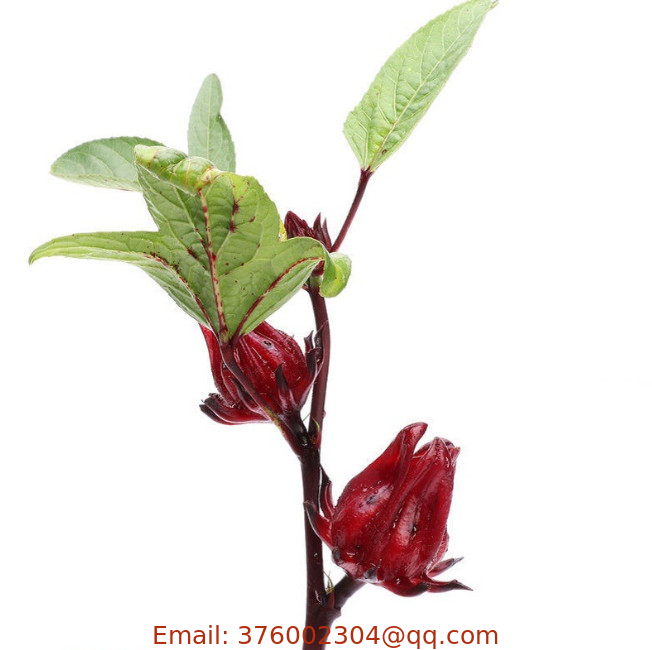 Indian Sorrel seeds Jamaican Tea Maple-Leaf Hibiscus October Hibiscus Red Sorrell sowing