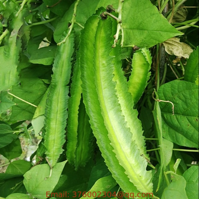 500g Winged bean seed bagged green Psophocarpus tetragonolobus seeds