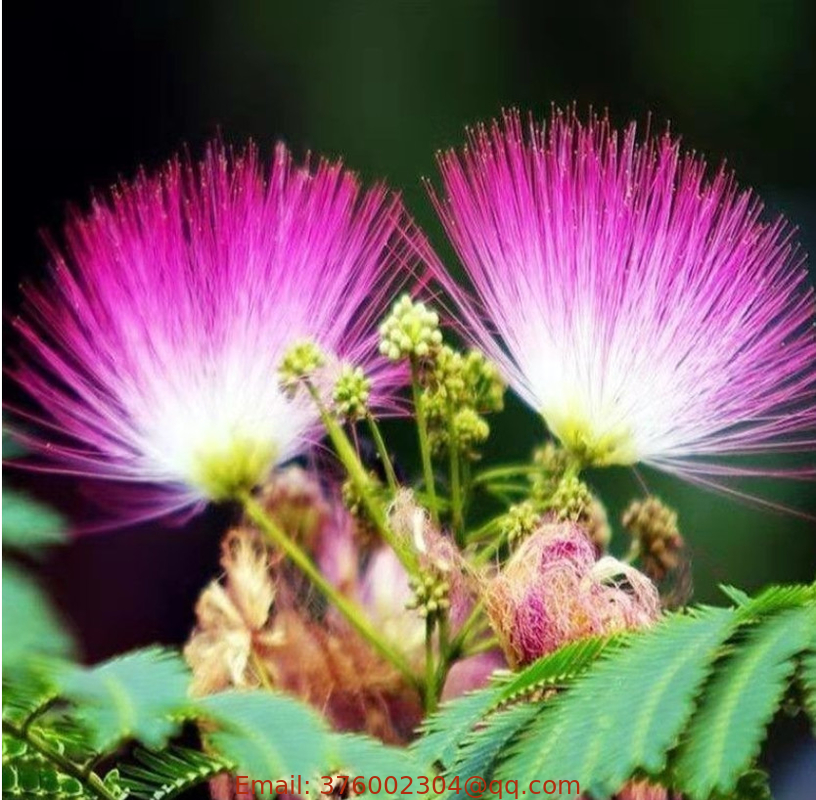 Pink flower Albizia julibrissin seeds Persian silk tree seed for decoration