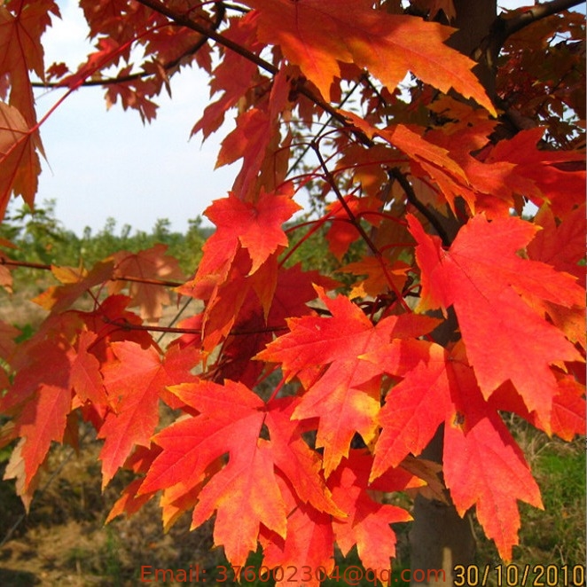 Decoration tree Acer rubrum seeds water soft swamp maple seed for planting