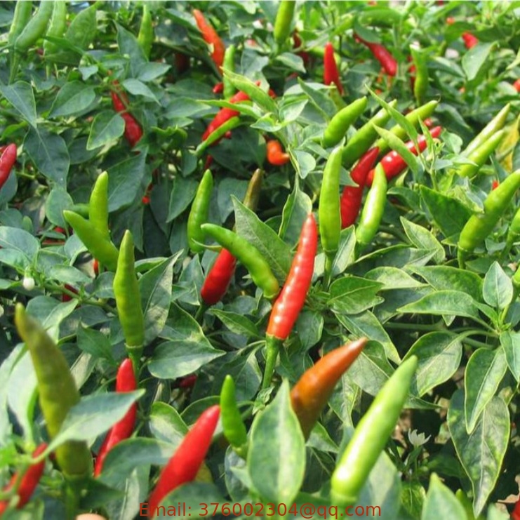China sell Capsicum frutescens seeds Tabasco Peppers seed hot fruits for cultivar