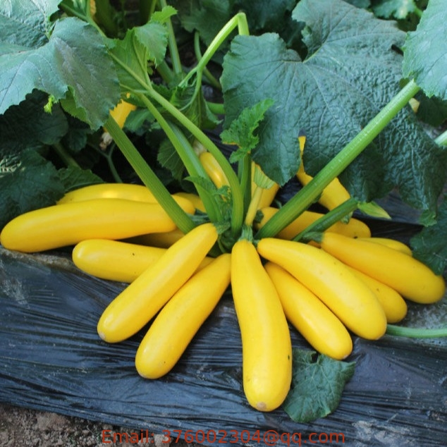 High yeild golden yellow colored summer Straightneck squash seeds for sowing