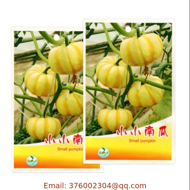 10pcs Hybrid dwarf Mini Tiger Striped Pumpkin seeds for planting