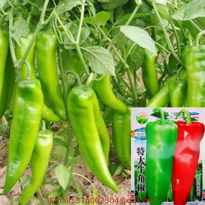5g HIgh quality raw hybrid thick anaheim pepper seeds for planting