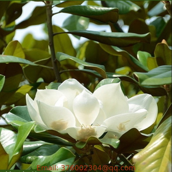 White flowering tree magnolia grandiflora seeds southern magnolia bull bay seed