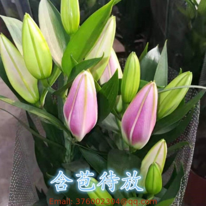 Bai he fresh flowers plants ture lily bulbs lilium roots for planting