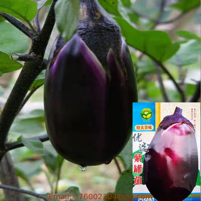 F1 hybrid Solanum melongena var. globosi seeds for sowing in china