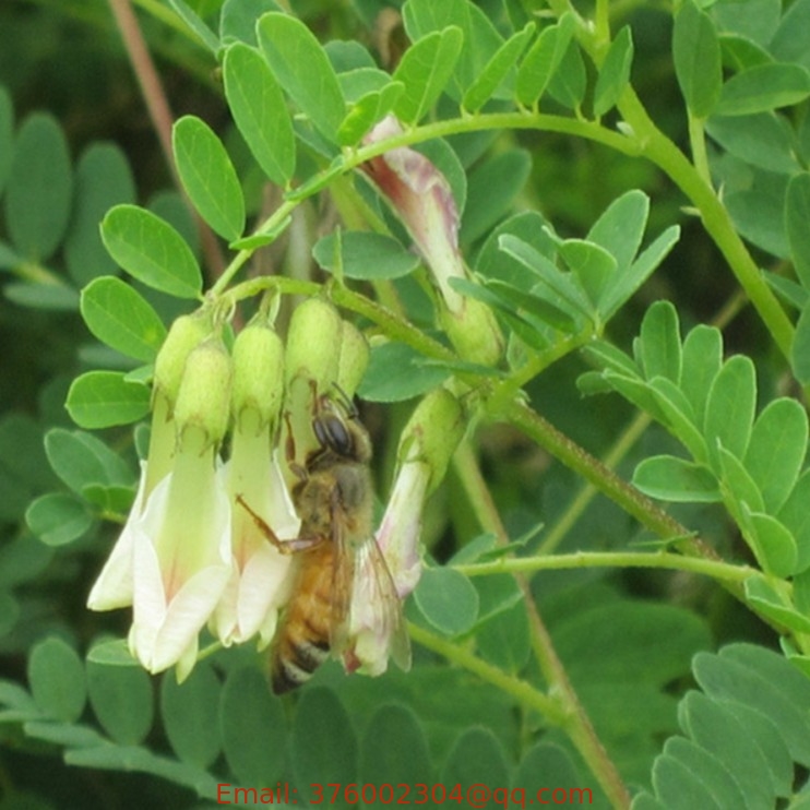 Herb seed natural high germination astragalus membranaceus seeds