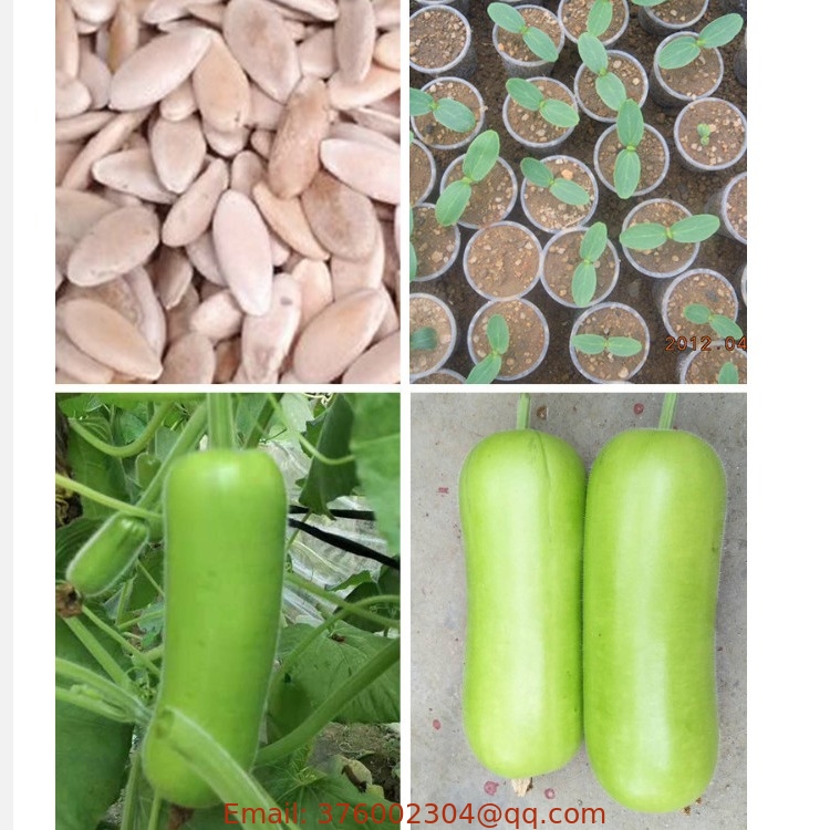 Edible vegetable Asian Squash seeds Lagenaria siceraria var.hispida seed for sale