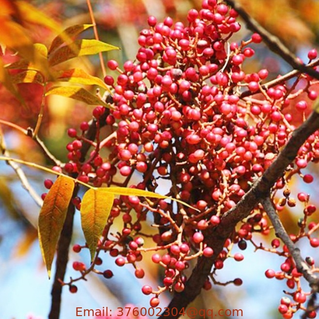 Street tree seed new colleced ripe Chinese pistache seeds for garden
