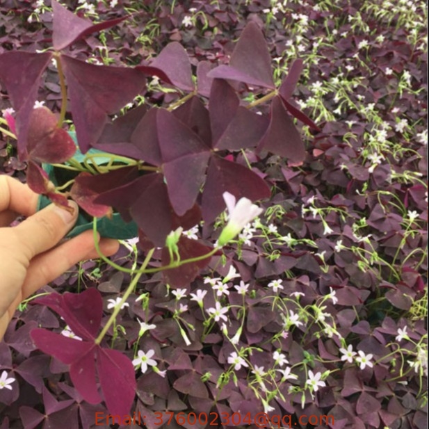 Wholesale Fresh purple leaf Oxalis triangularis Purpurea bulbs for houseplant