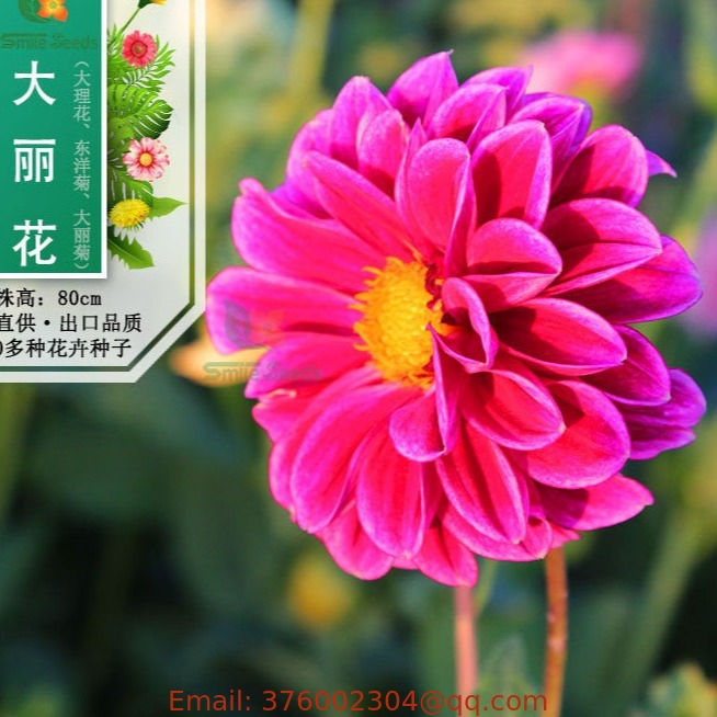 Wholesale 100g Mixed colors double petal Garden Dahlia pinnata seeds for planting
