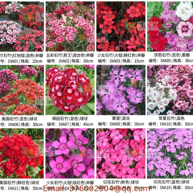 Chinese pinks seed rainbow Dianthus Chinensis seeds with blended flower colours